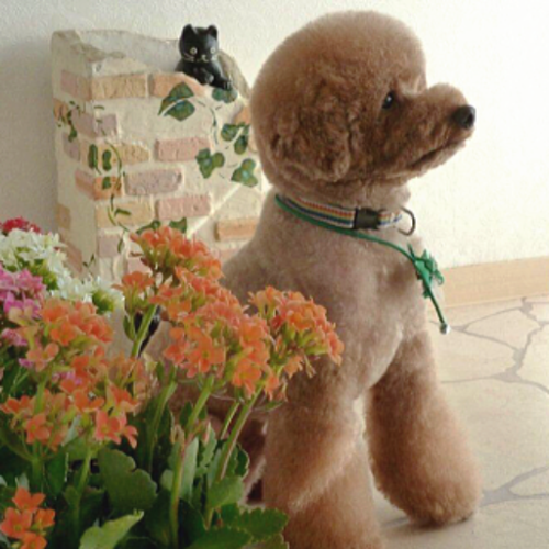 千葉市緑区おゆみ野 トリミング ペットサロン Espoir(エスポワール)