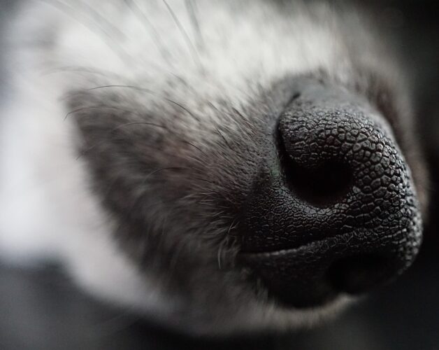 犬 鼻 花粉症