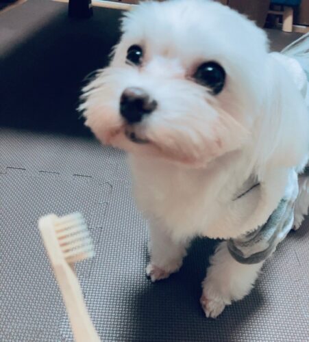 犬 歯磨きケア 歯周病