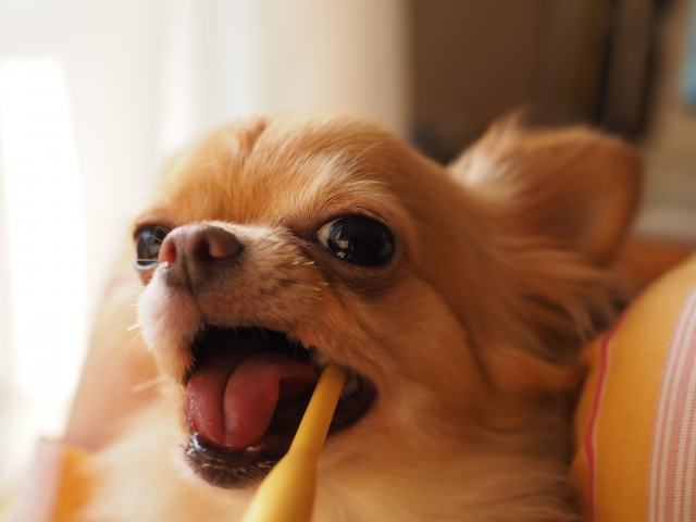 犬 歯磨きケア 歯周病